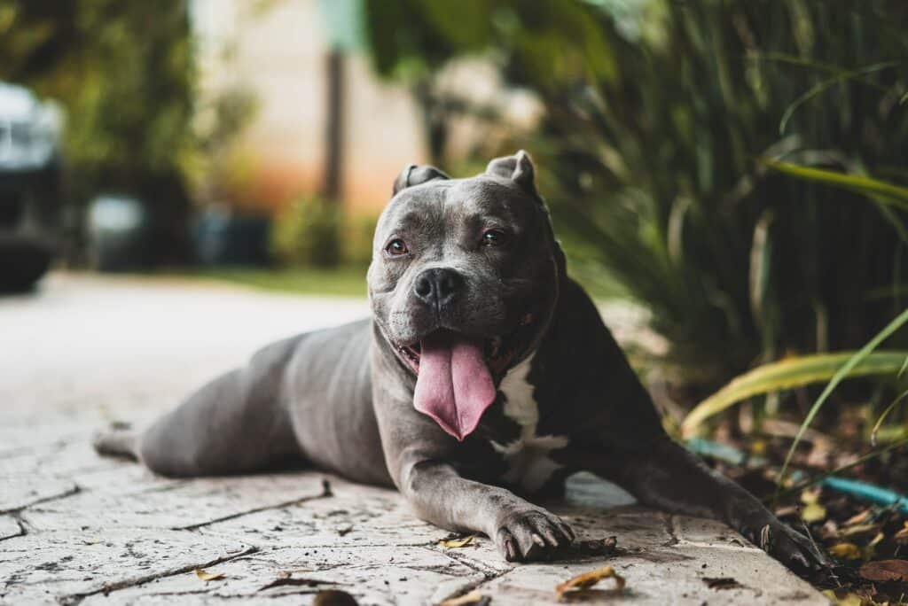 10 common pit bull health problems