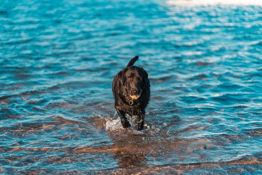 A black Labrador in water