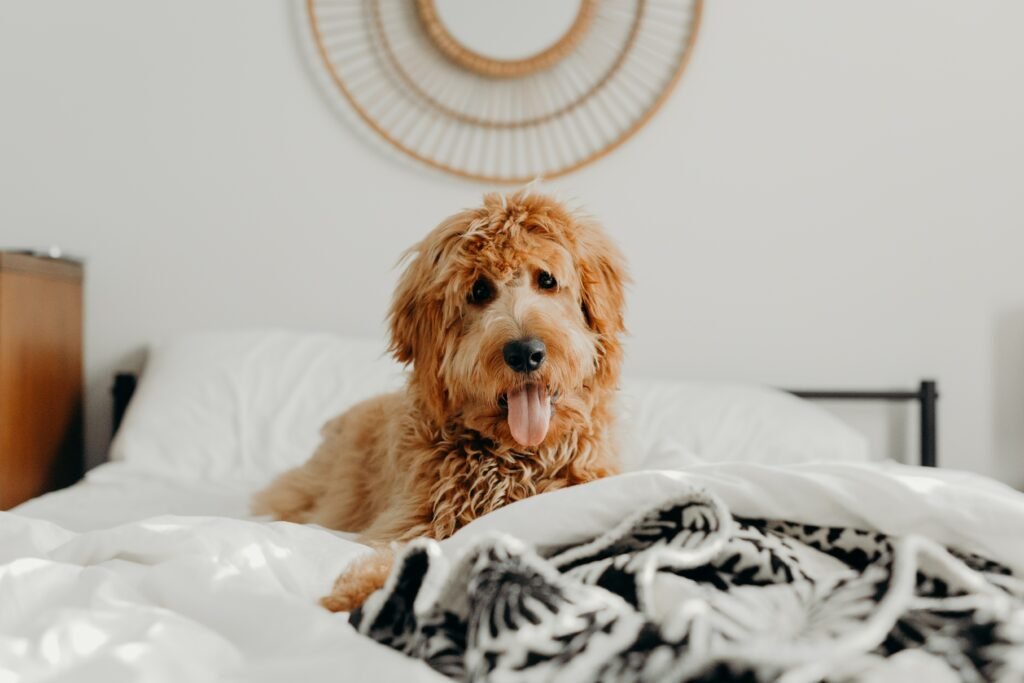 A cute brown dog sitting on a bed
