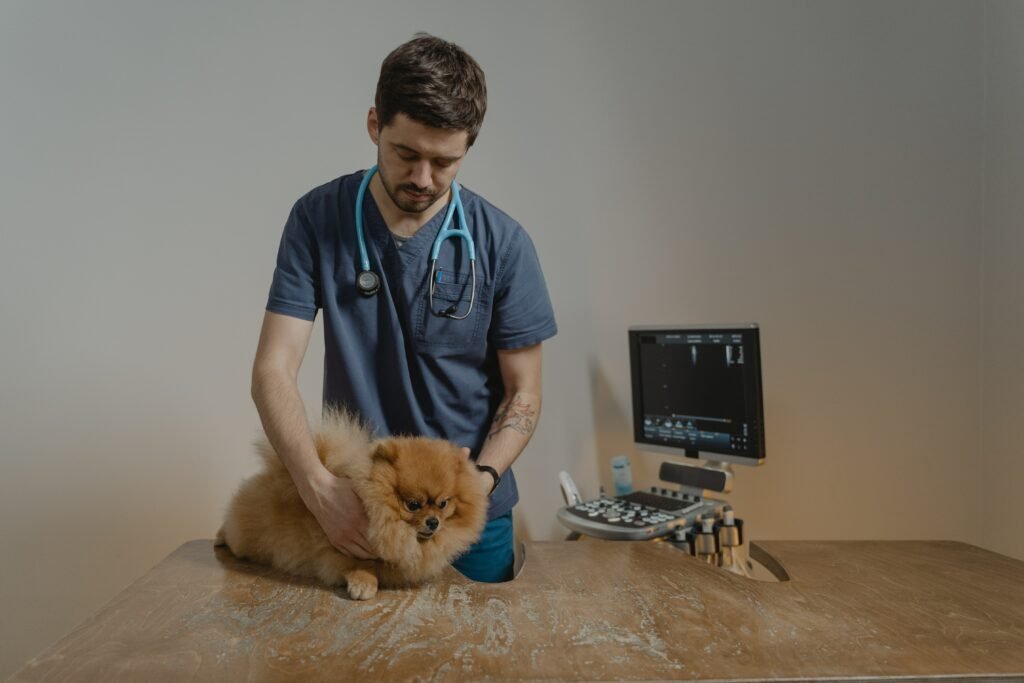 A sick pomeranian being attended to by a vet