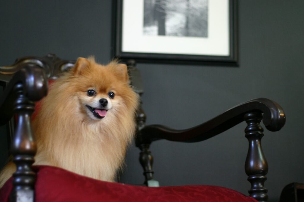 Brown pomeranian relaxing on a chair
