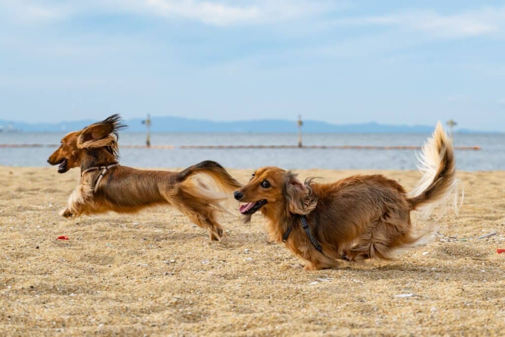 Dogs running during daytime