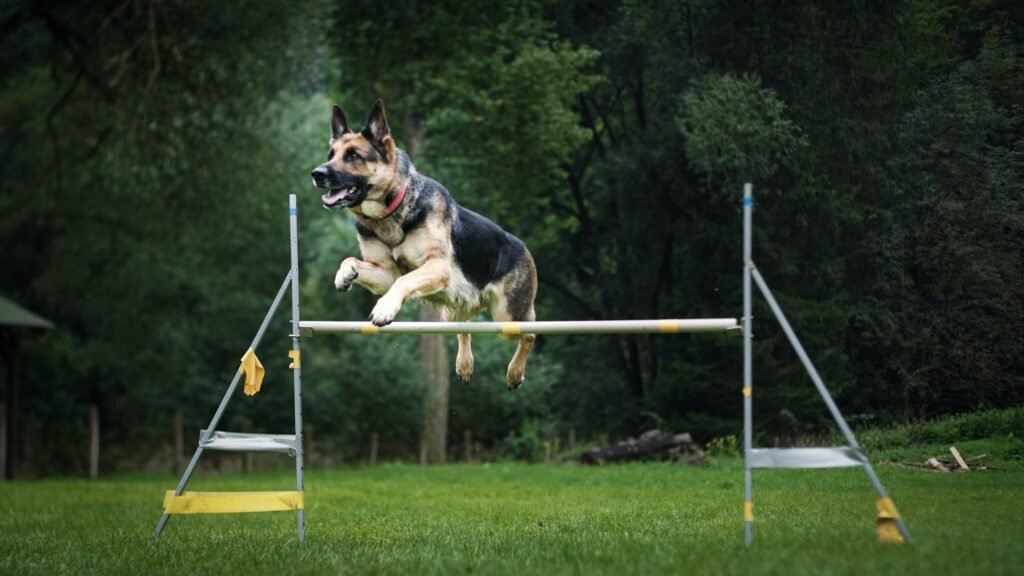 German Shepherd jumping