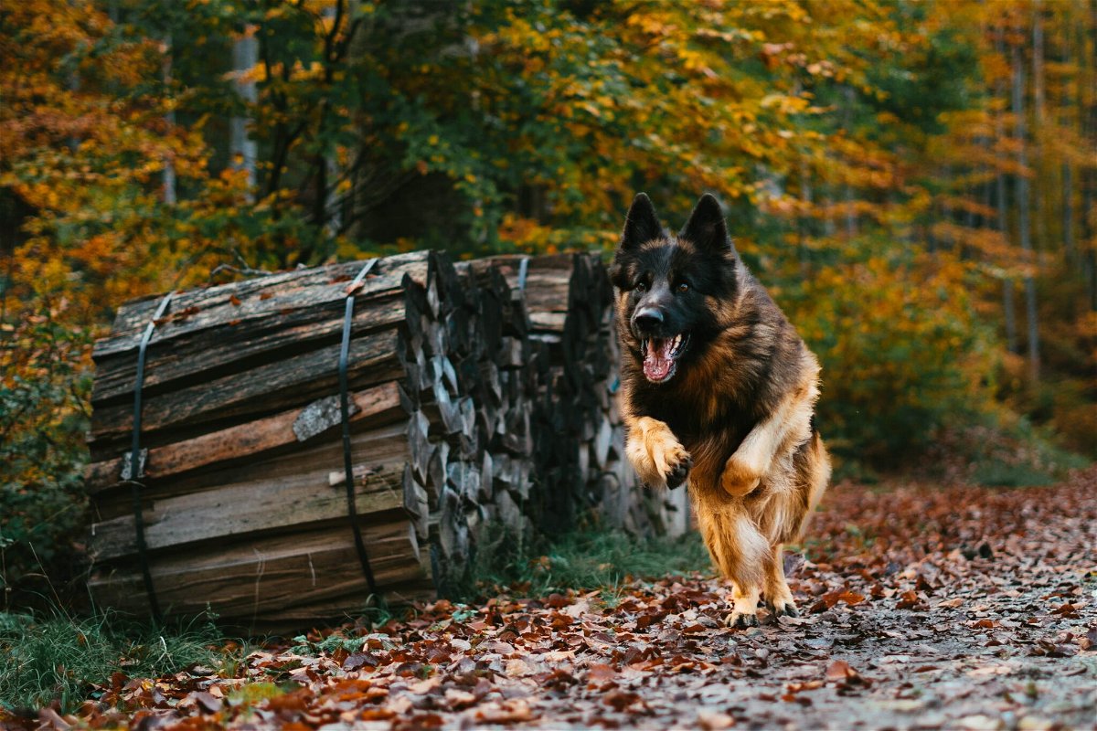 How fast can a German Shepherd run