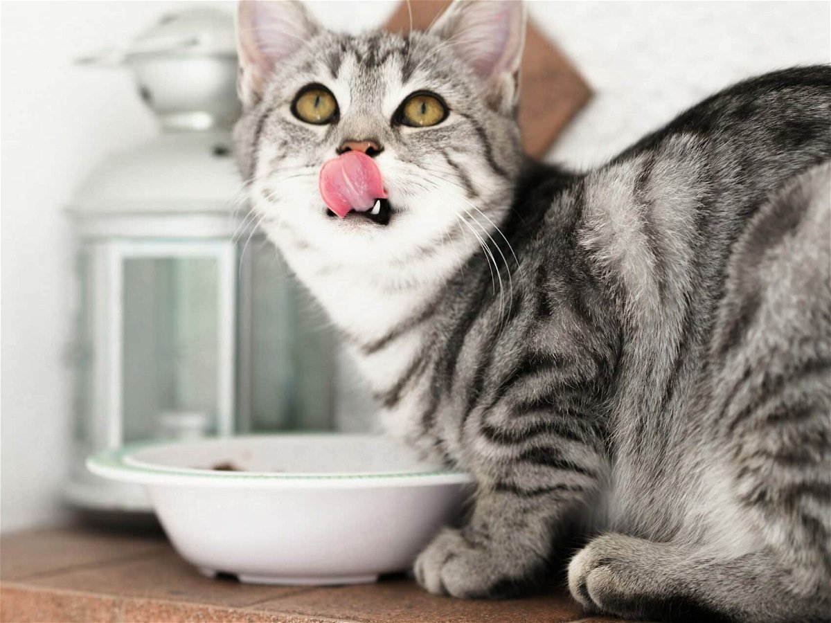 How long can cats go without food and water
