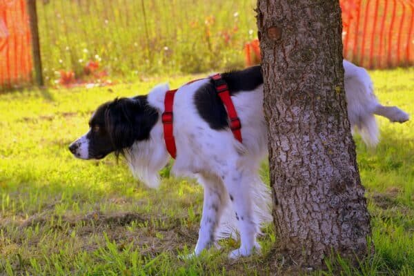 How Long Can Dogs Hold Their Pee And How To Potty Train Them
