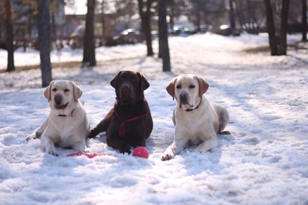 Labradors relaxing on snow