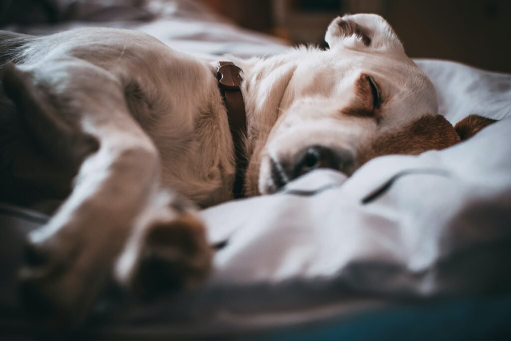 A sick dog sleeping on a comfy bed