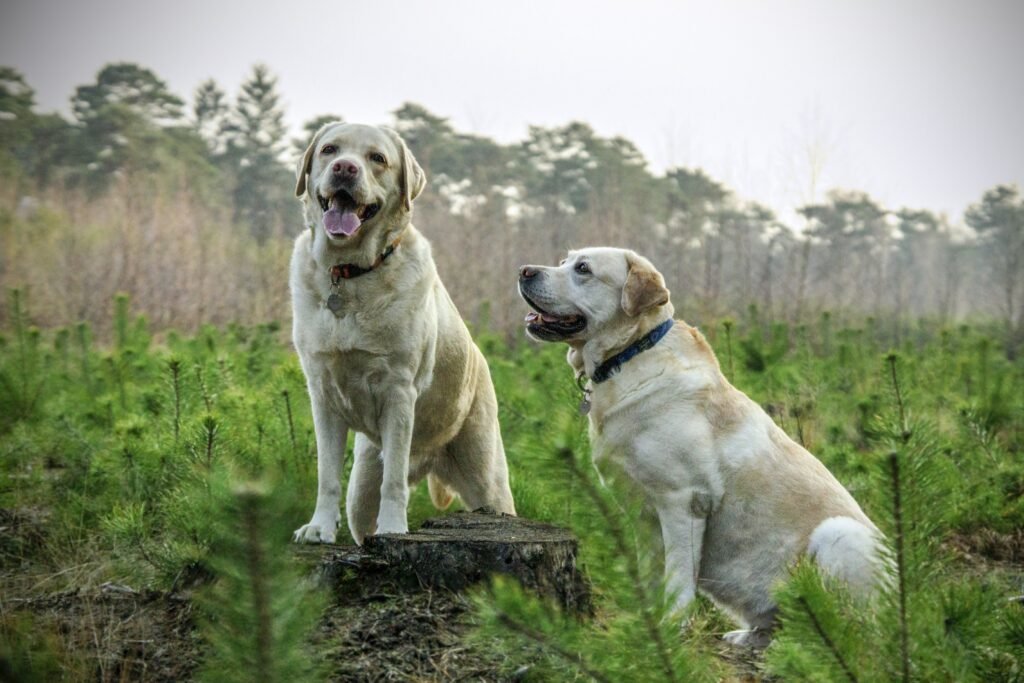 Two Labradors relaxing