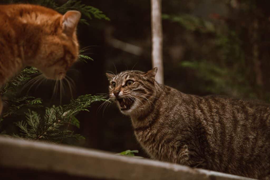 Two cats attacking each other