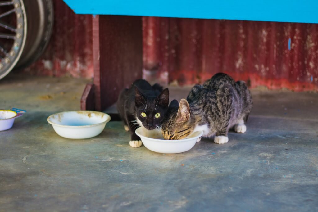 2 cats sharing the same bowl
