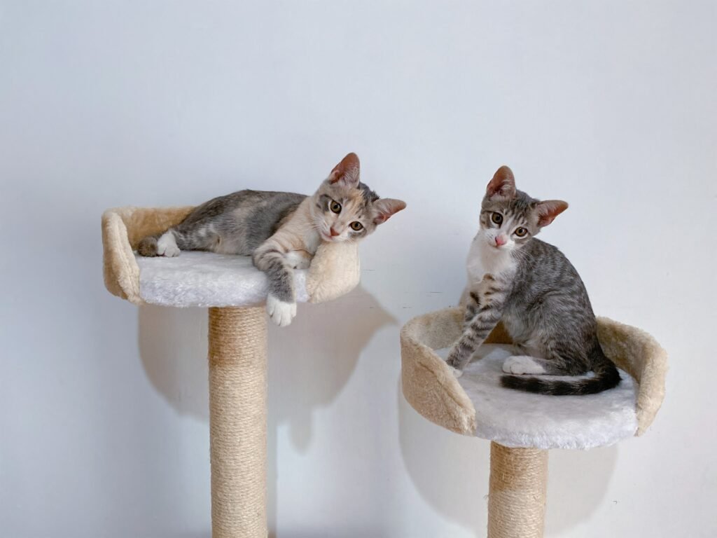 Two cats on a two-level cat tree