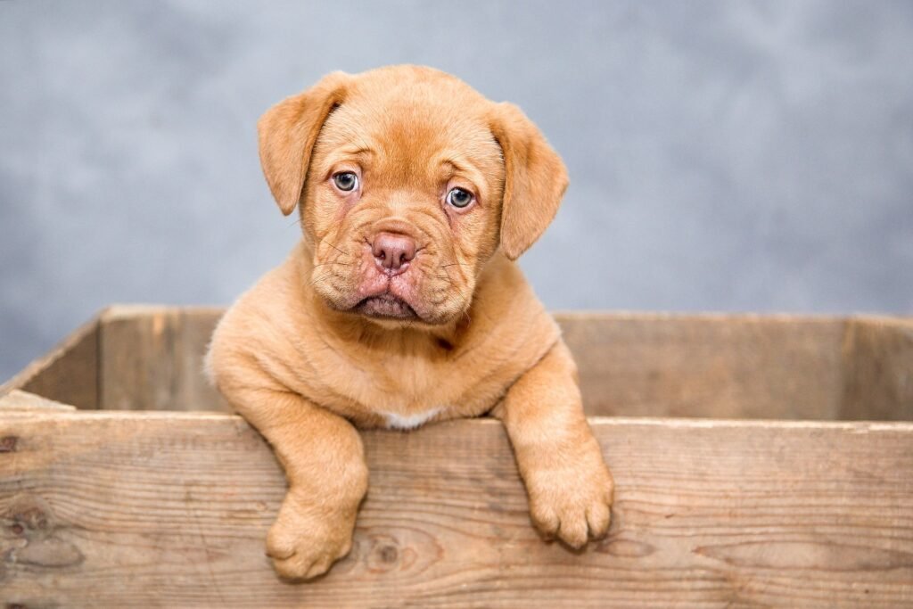 A brown puppy in a crate