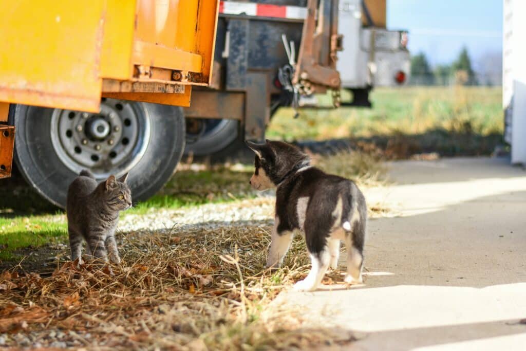 A cat and a dog outdoors
