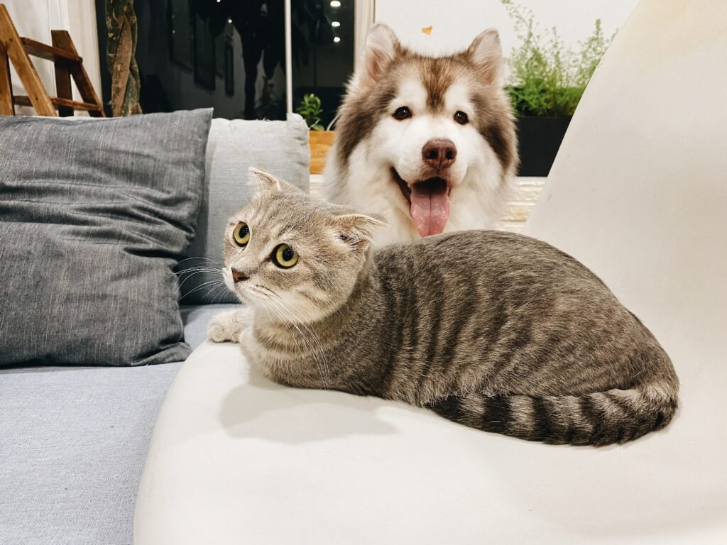 Cat with a dog on a couch