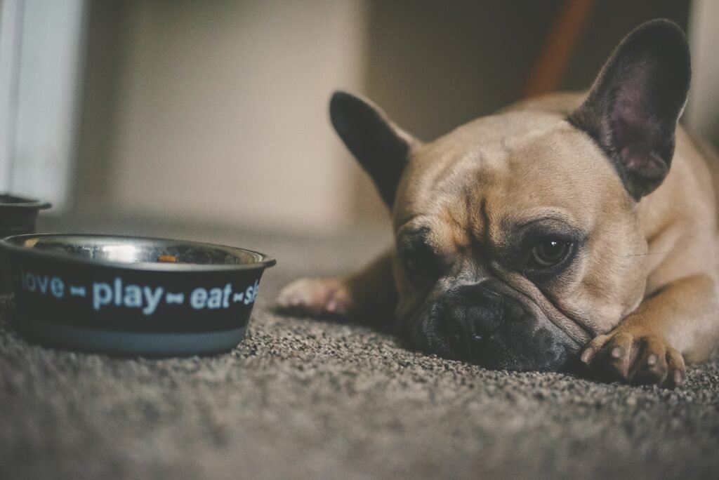 Dog refusing to eat