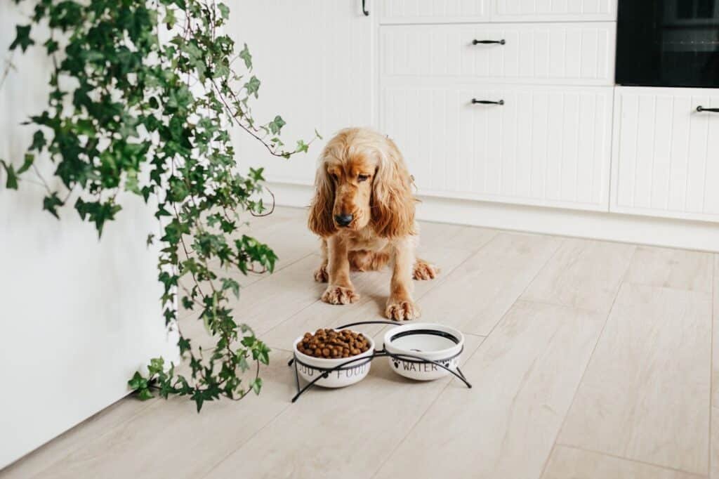 What to feed a sick dog with no appetite