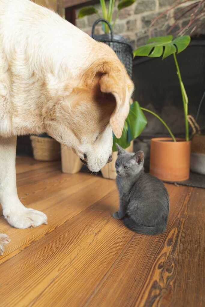 how to introduce a kitten to a dog