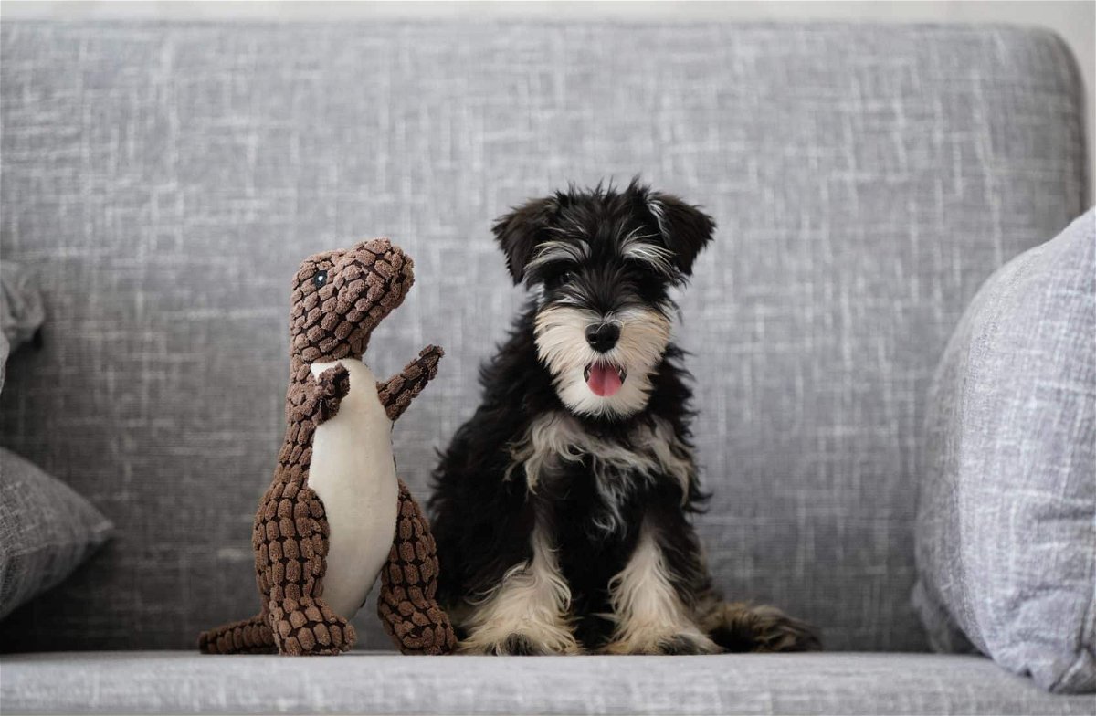 why interactive toys are good for your dog