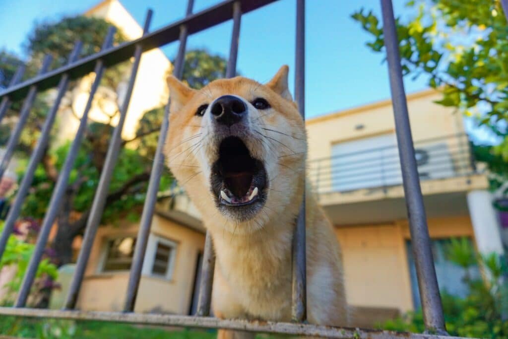 A Dog Barking Near a Metal Fence