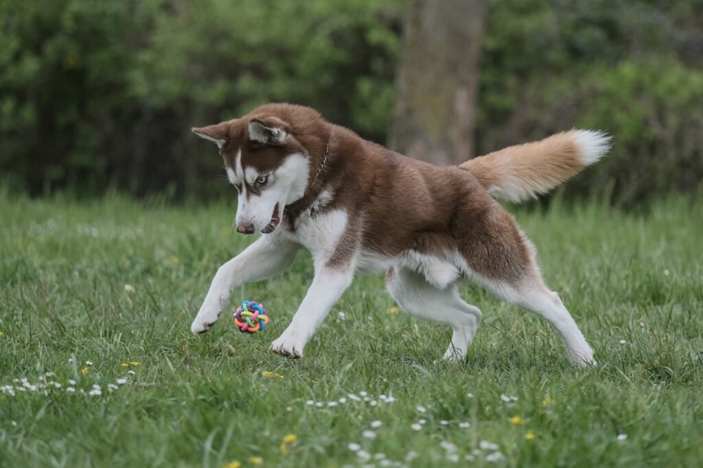A Siberian Husky Playing With a Toy