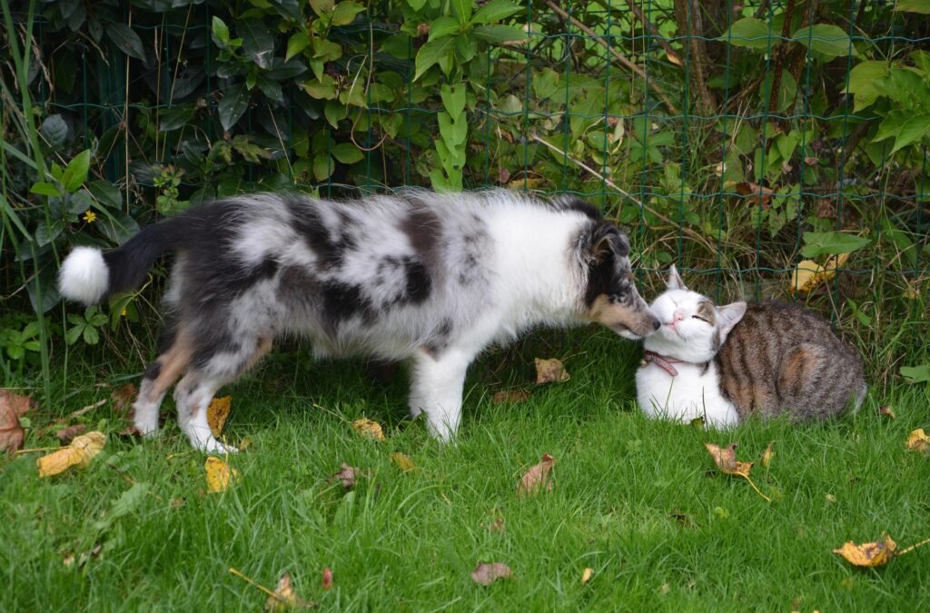 A dog sniffing a cat