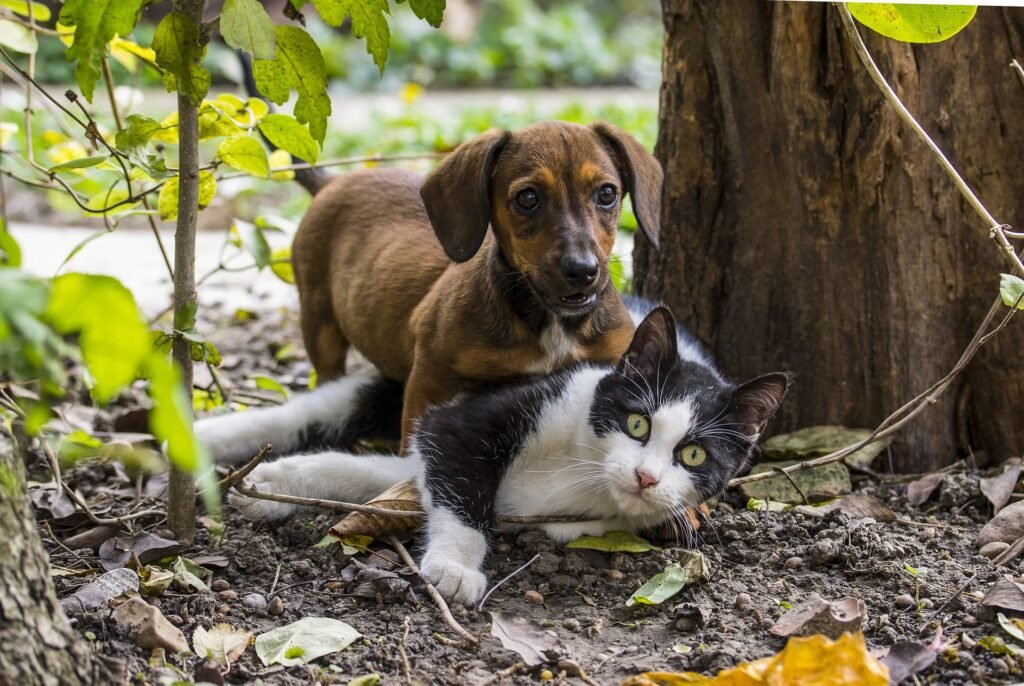 A young dog playing with a cat