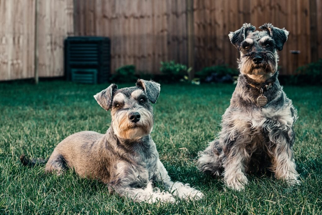Black and Grey Schnauzers seated on the ground