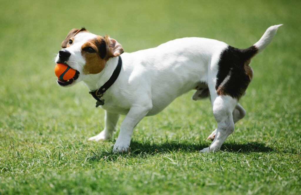 Jack Russel Terrier with ball in mouth on meadow