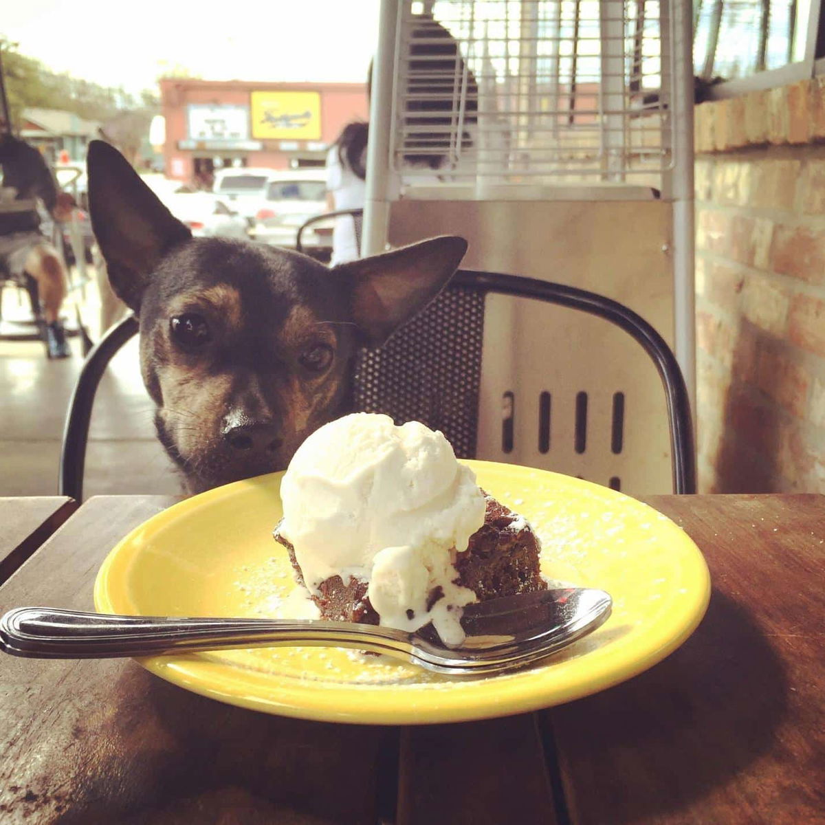 Can Dogs Eat Brownies A 2022 Guide