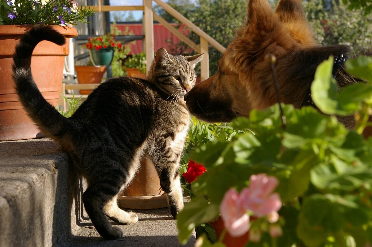 how to stop dog aggression toward cats