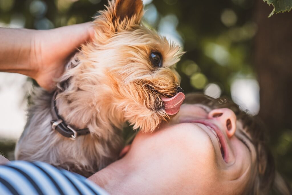 Dog licking owner while being petted