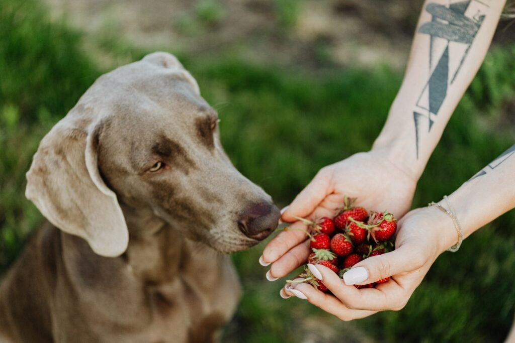 A dog eating strawberry