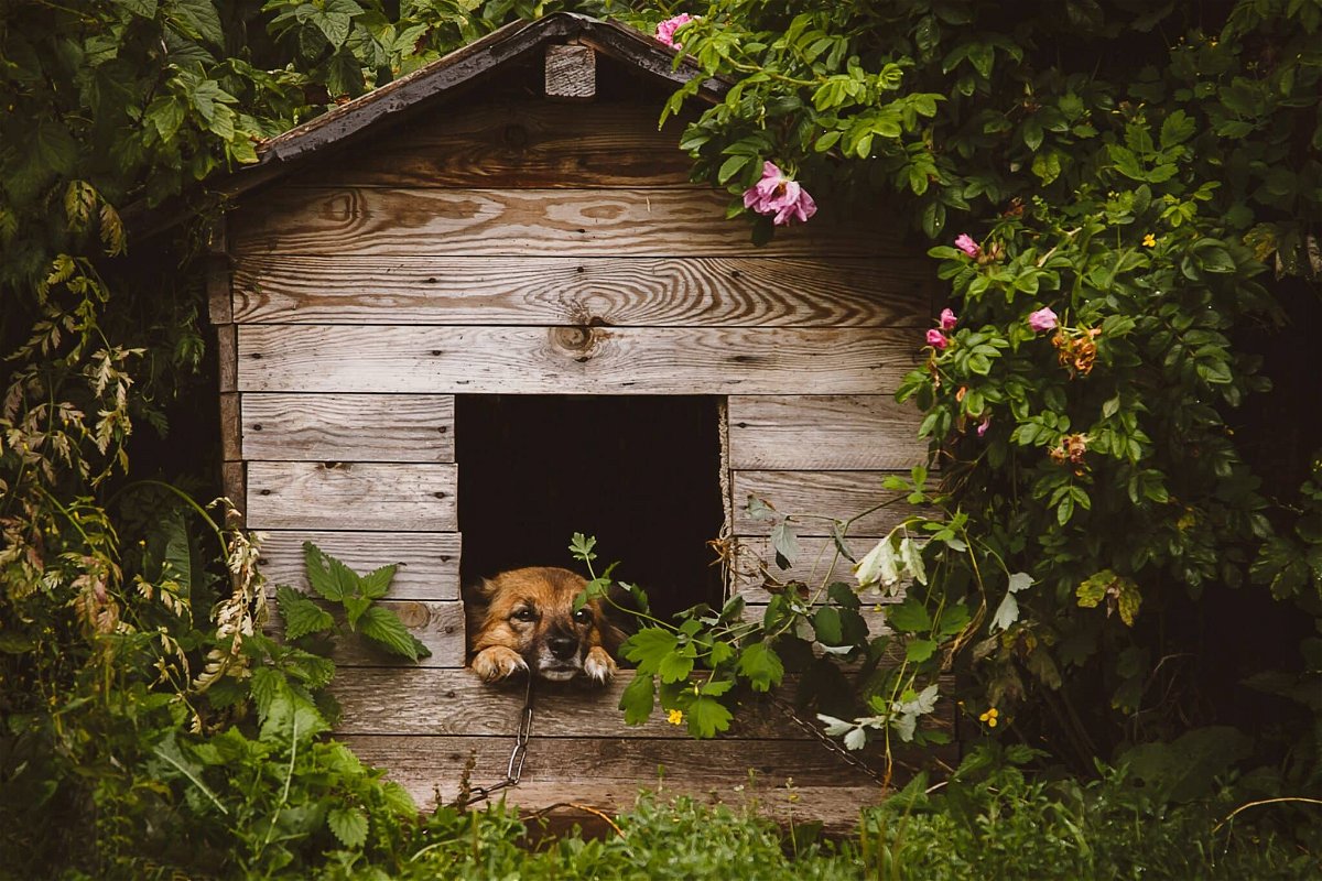 Are dog houses cruel