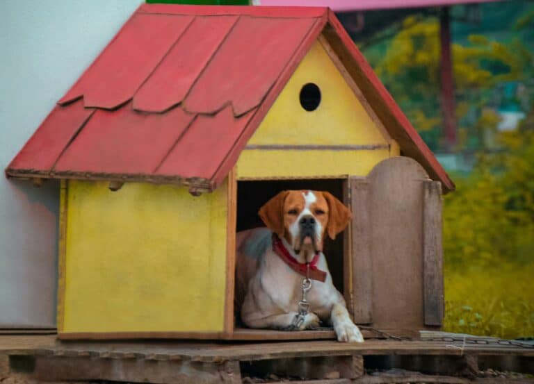 Are Dog Houses Cruel Answered Are Dog Houses Cruel Answered