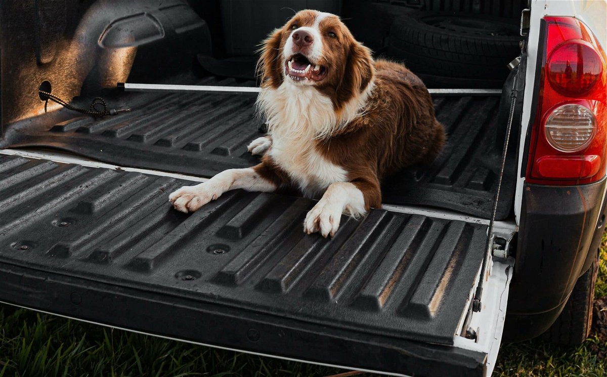 Are dog ramps worth it