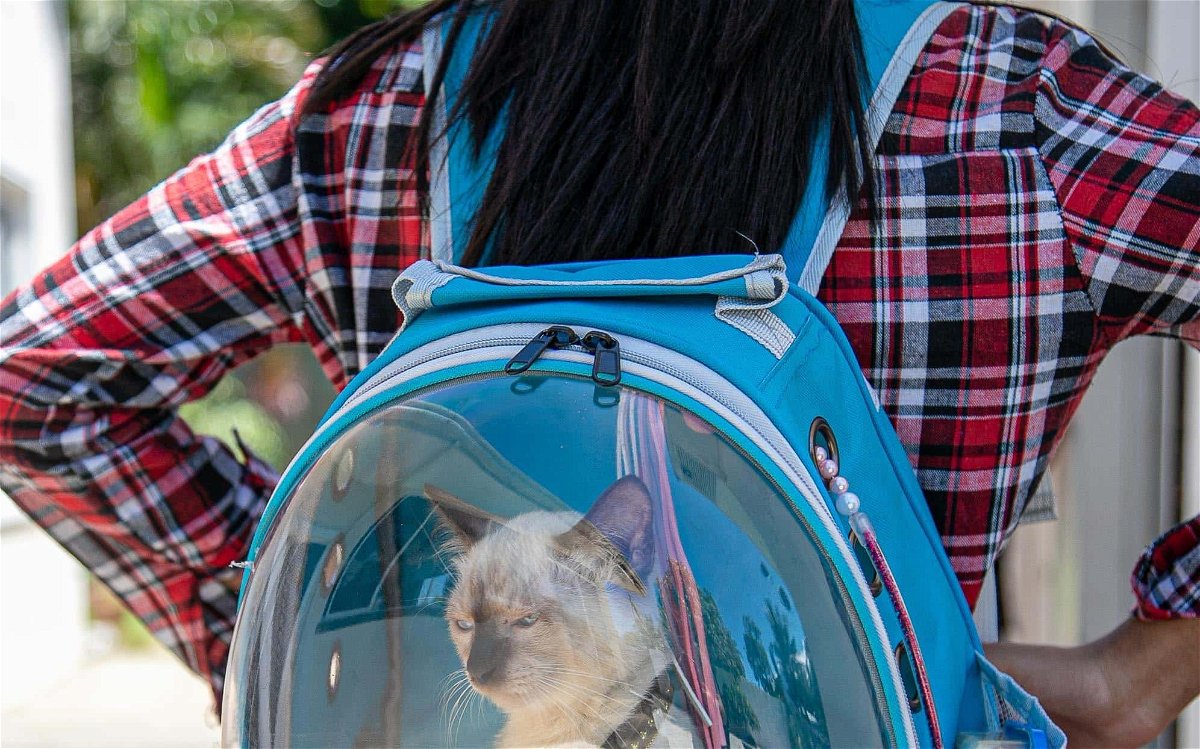 Are cat backpacks safe