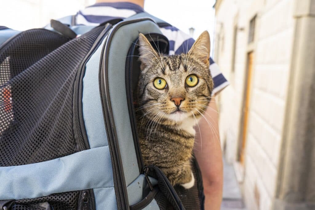 Cat in a backpack