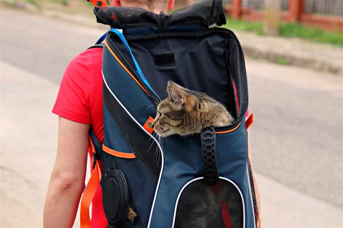 Do cats like cat backpacks