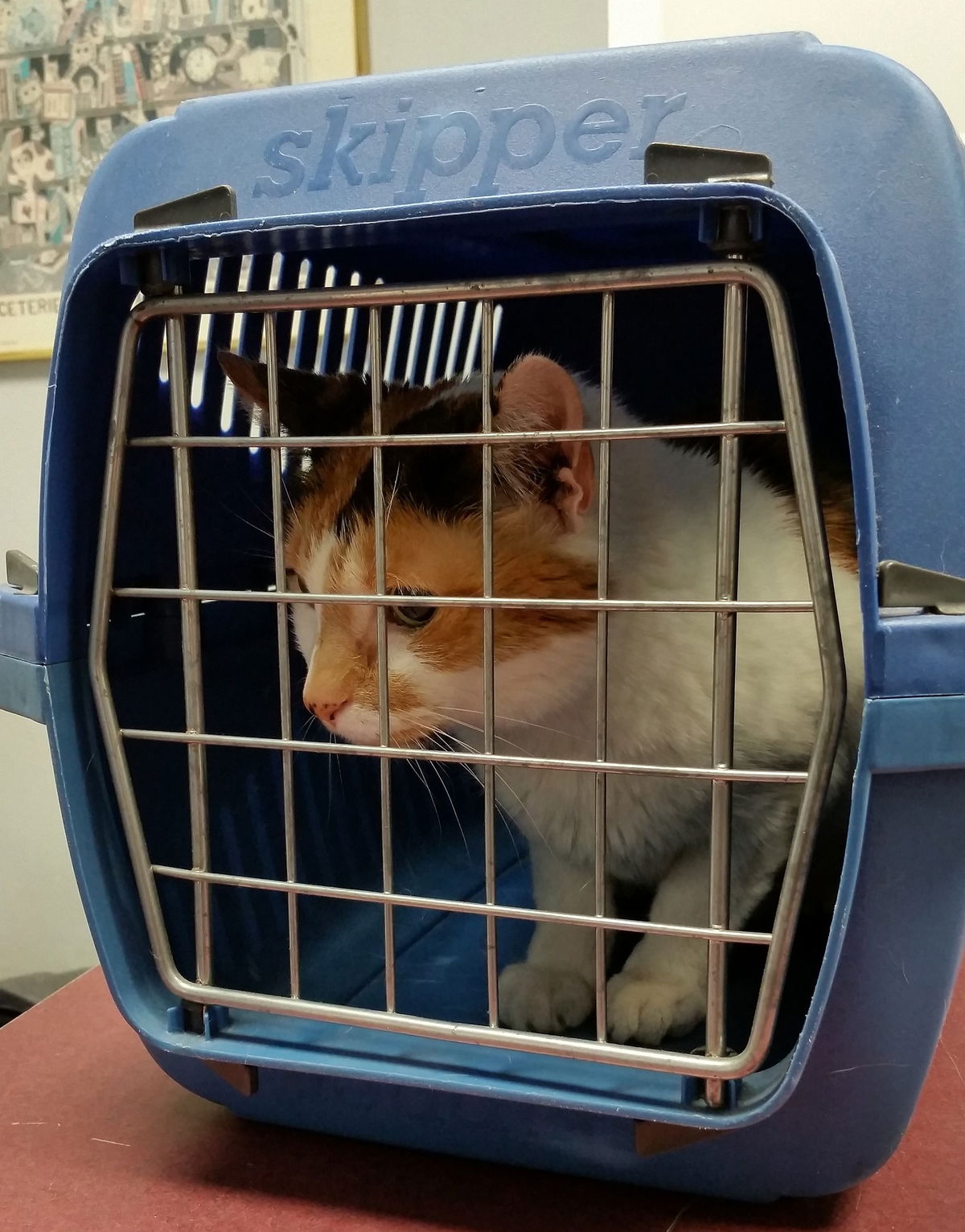 Airline Pet Carrier Requirements (Read Before Traveling)