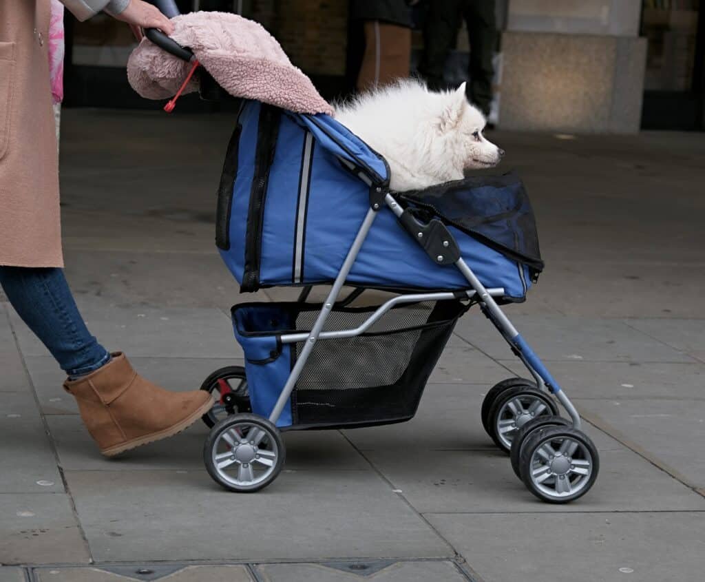 Are pet strollers worth it