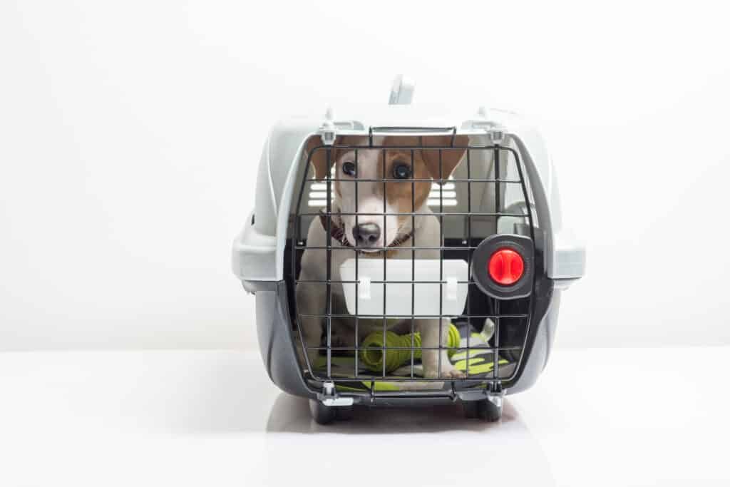 Cute dog in carrier