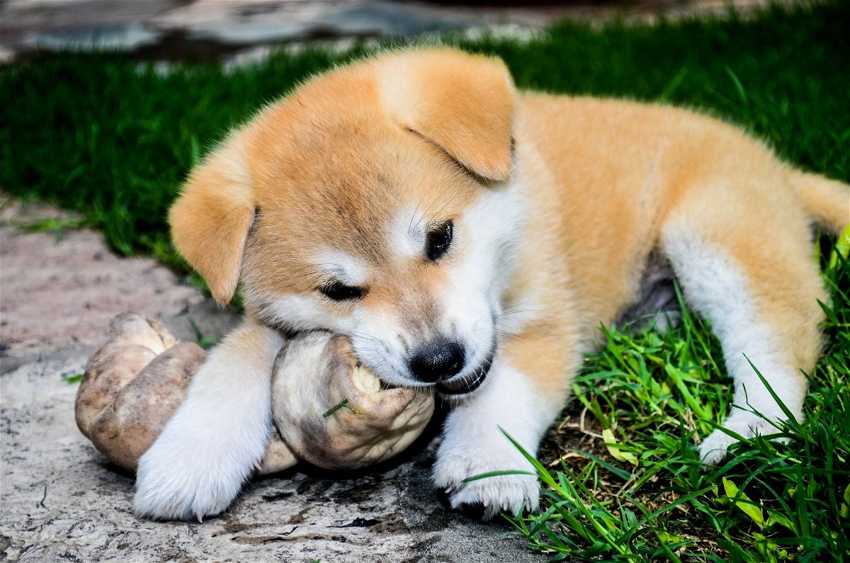 When can puppies start chewing bones