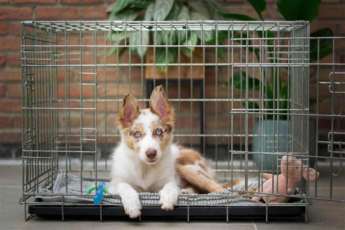 what crate size do I need for my dog