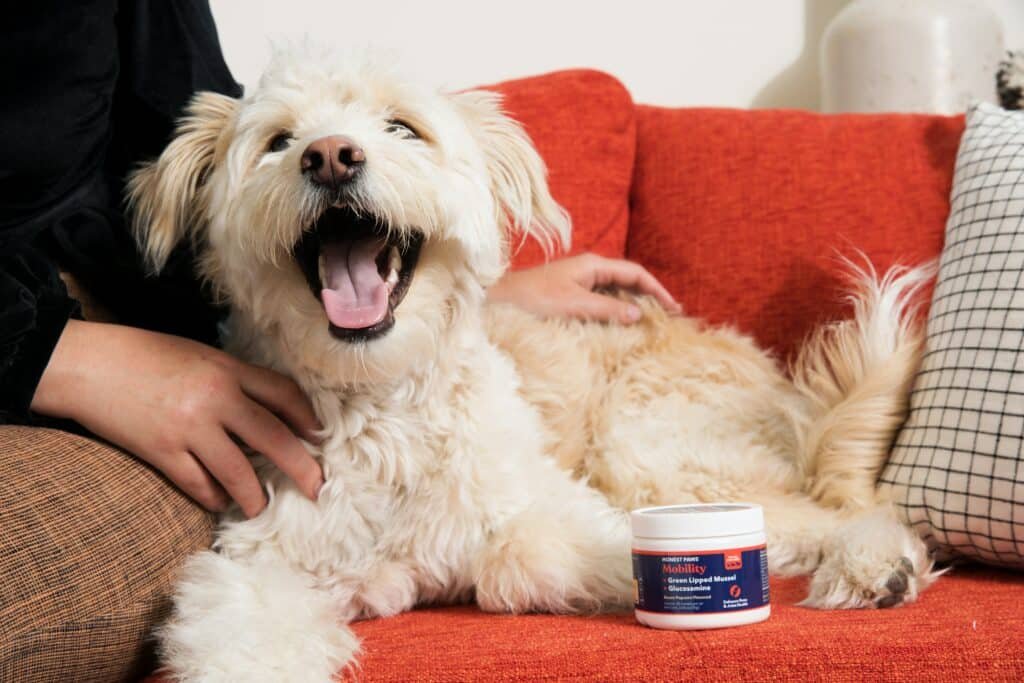 what-to-give-dogs-for-joint-health-arthritis-relief