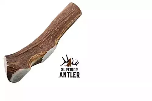 1-GIANT-JUMBO Whole Elk Antler