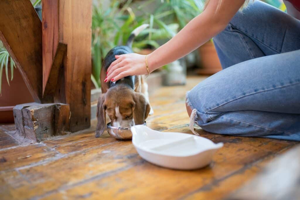 A puppy eating