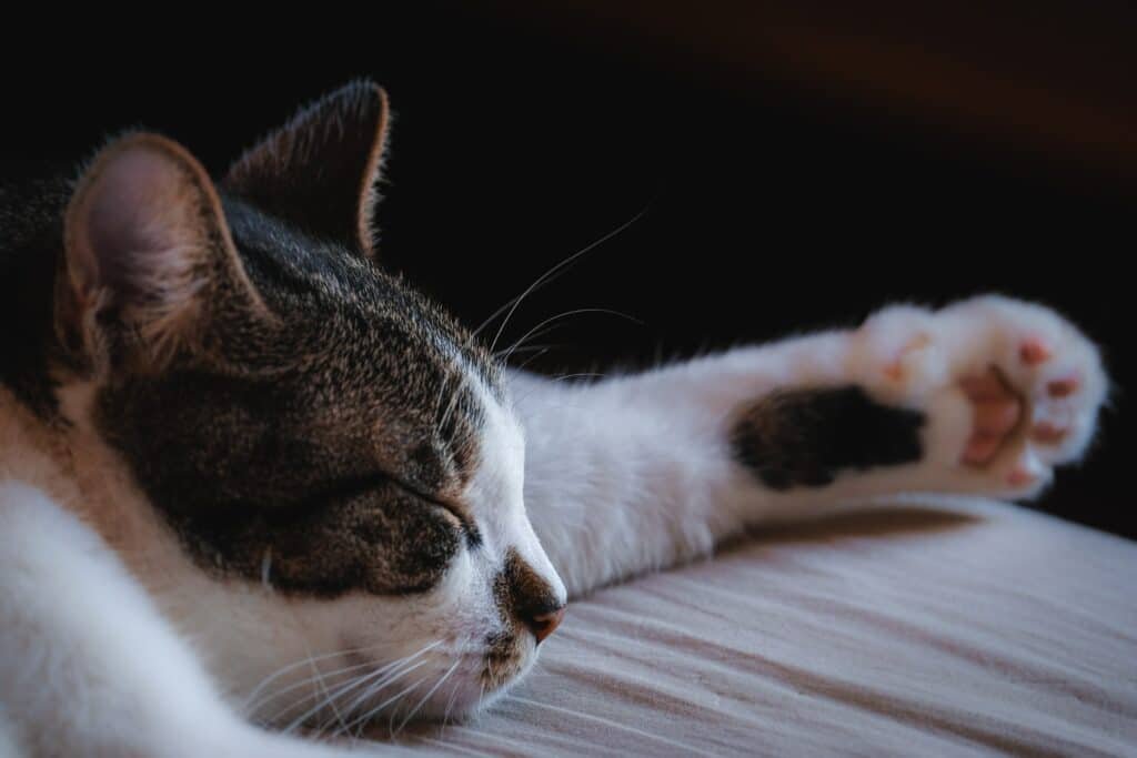 A sleeping cat with an extended paw