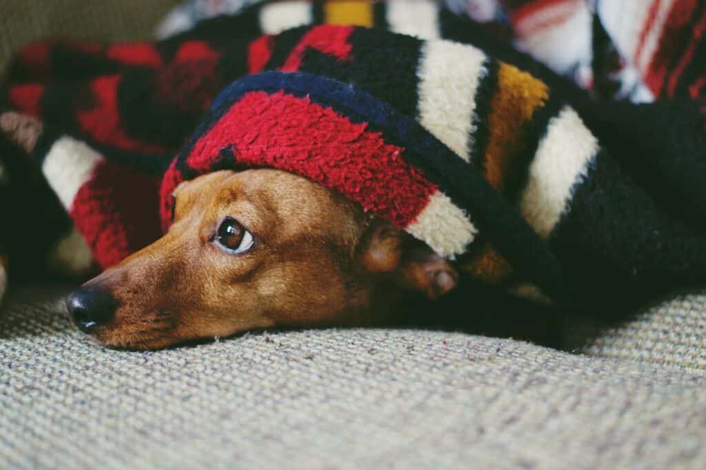 Dog covered with a blanket