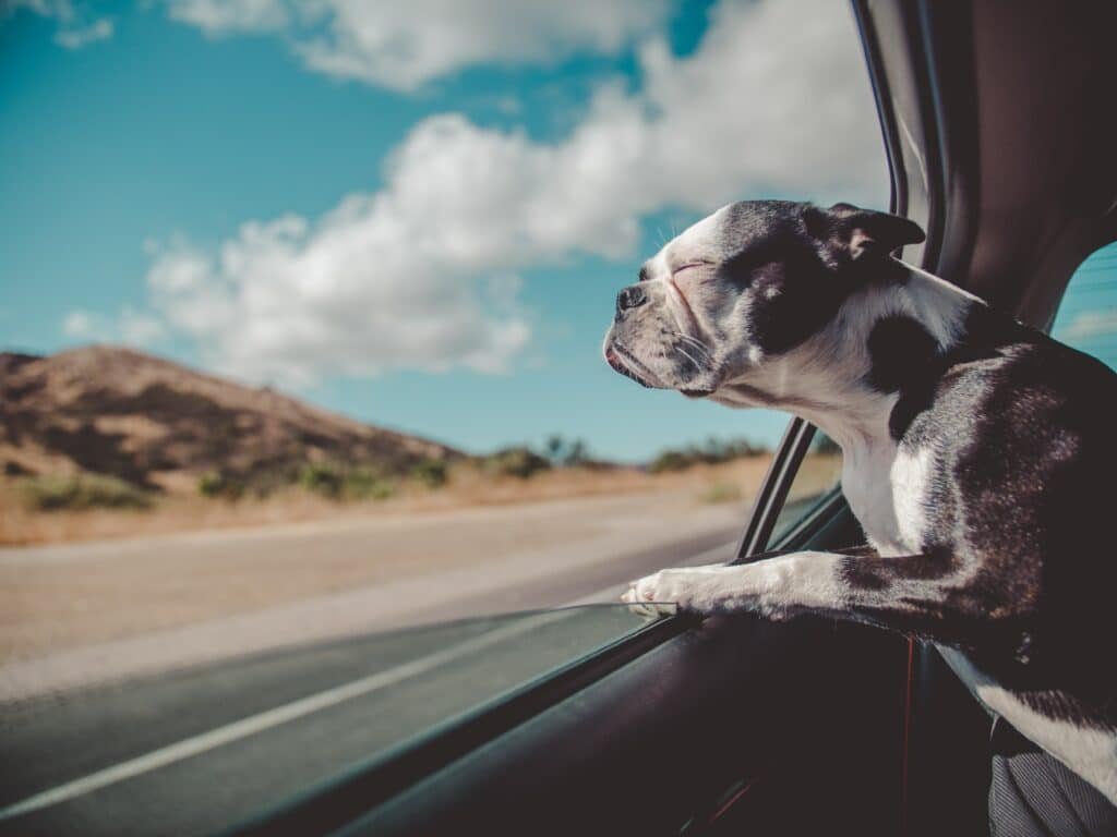 Dog peeping through the window from a car